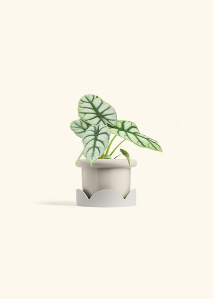 Alocasia Silver Dragon in a 4 inches Fat Lip Oat Planter in a Oat Petal Drip Tray