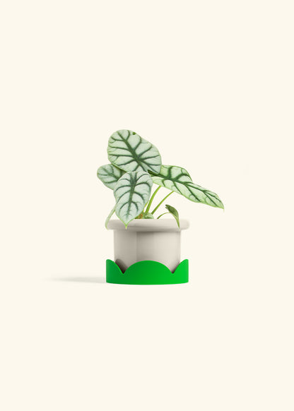 Alocasia Silver Dragon in a 4 inches Fat Lip Oat Planter in a Shamrock Petal Drip Tray