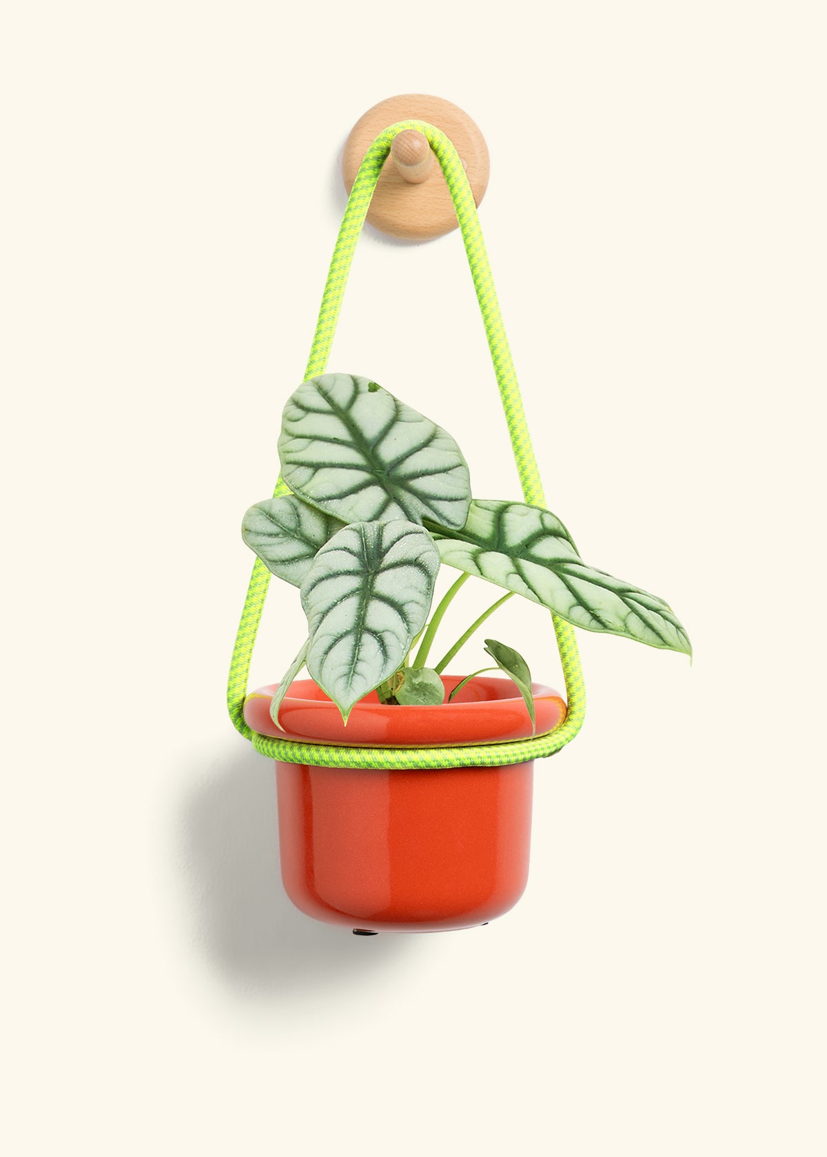 Alocasia 'Silver Dragon', Small