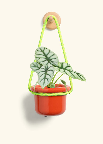 Alocasia 'Silver Dragon', Small