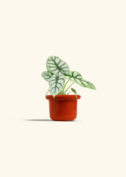 Alocasia Silver Dragon in a 4 inches Fat Lip Red Planter 