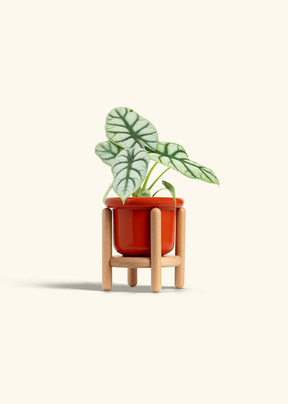 Alocasia Silver Dragon in a 4 inches Fat Lip Red Planter in a Beech Wood Stand