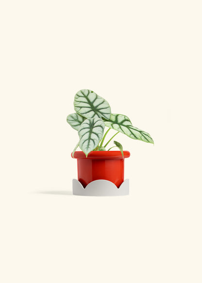 Alocasia Silver Dragon in a 4 inches Fat Lip Red Planter in a Oat Petal Drip Tray