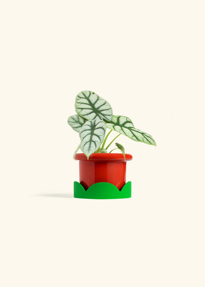 Alocasia Silver Dragon in a 4 inches Fat Lip Red Planter in a Shamrock Petal Drip Tray