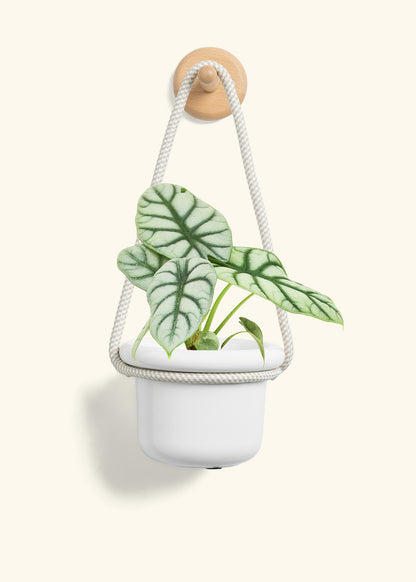 Alocasia 'Silver Dragon', Small