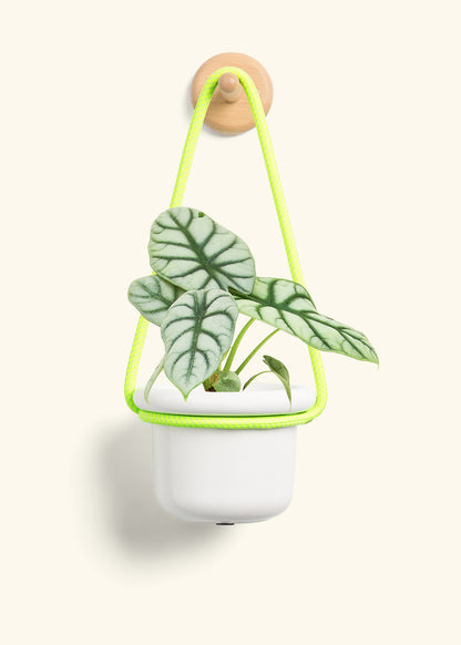 Alocasia 'Silver Dragon', Small