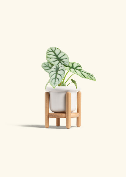 Alocasia Silver Dragon in a 4 inches Fat Lip White Planter in a Beech Wood Stand