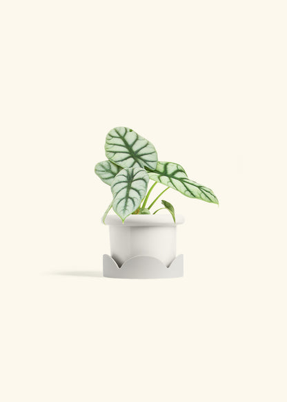 Alocasia Silver Dragon in a 4 inches Fat Lip White Planter in a Oat Petal Drip Tray