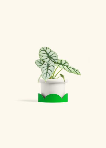 Alocasia Silver Dragon in a 4 inches Fat Lip White Planter in a Shamrock Petal Drip Tray