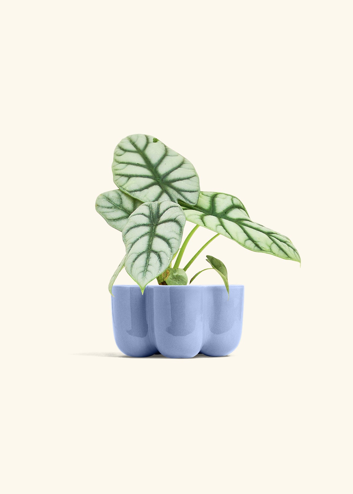Alocasia Silver Dragon in a 4 inches in a Blue Petal Planter