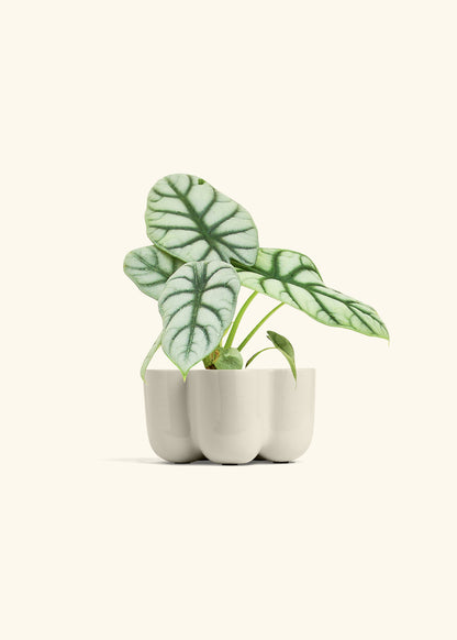 Alocasia 'Silver Dragon', Small