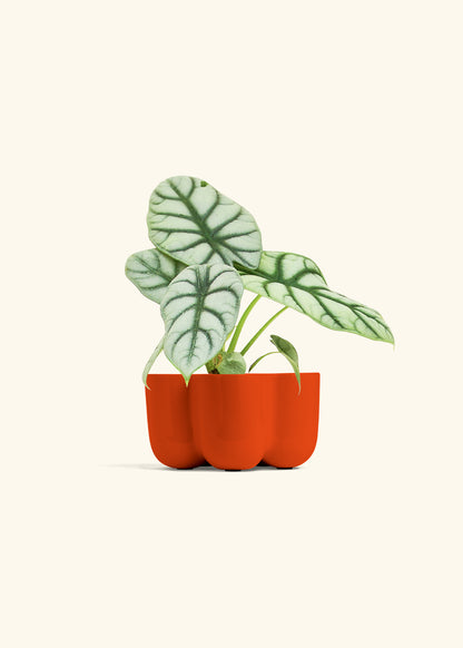 Alocasia Silver Dragon in a 4 inches in a Red Petal Planter