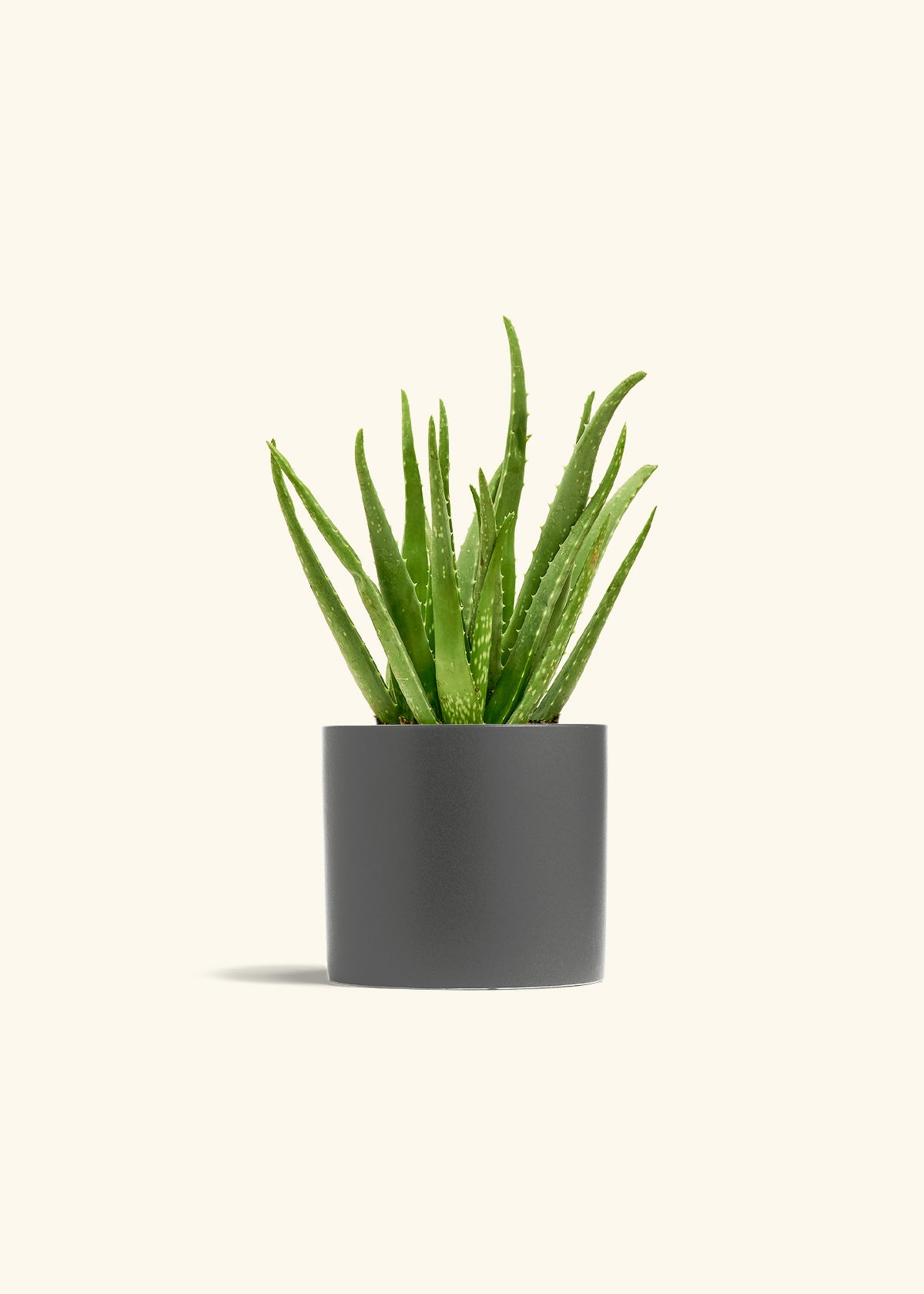 Aloe Vera, Medium
