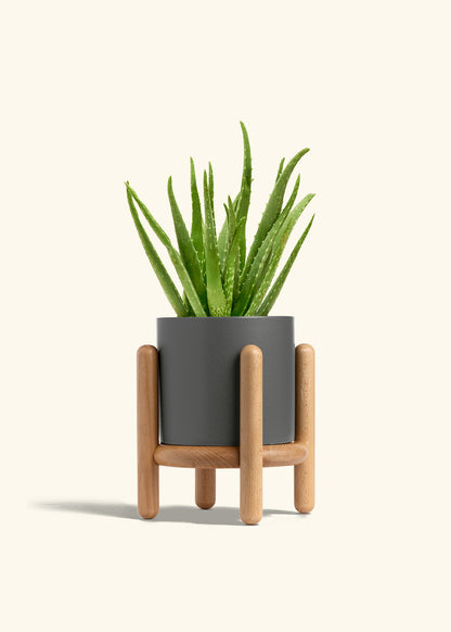Aloe Vera, Medium