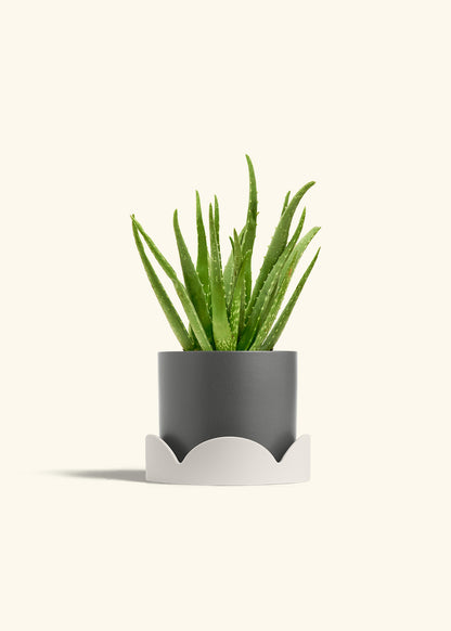 Aloe Vera, Medium