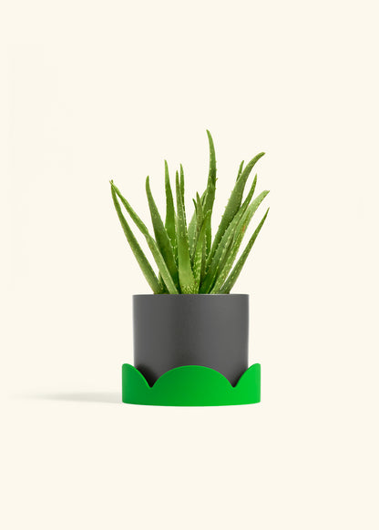 Aloe Vera, Medium