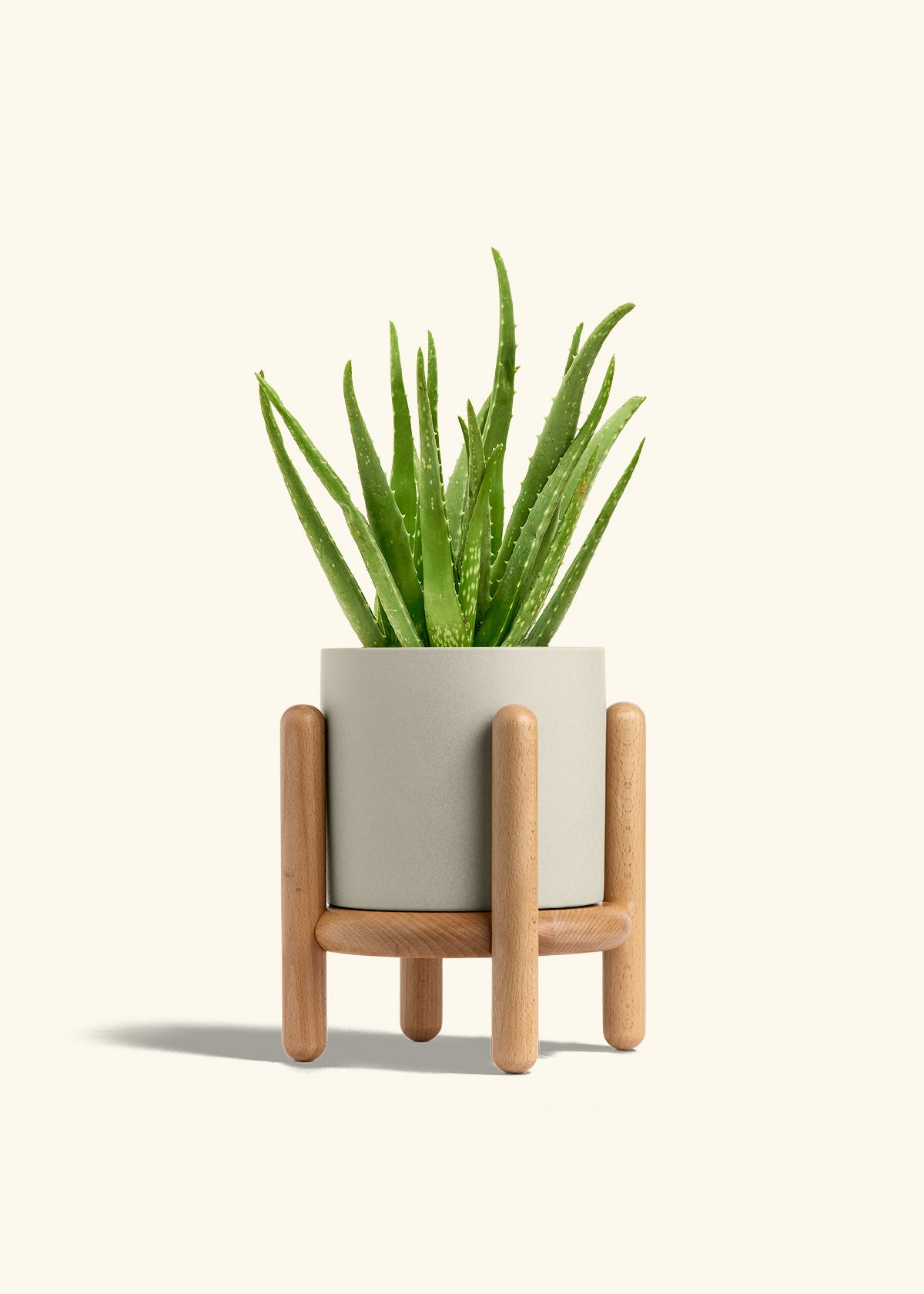 Aloe Vera, Medium