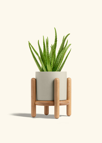 Aloe Vera, Medium