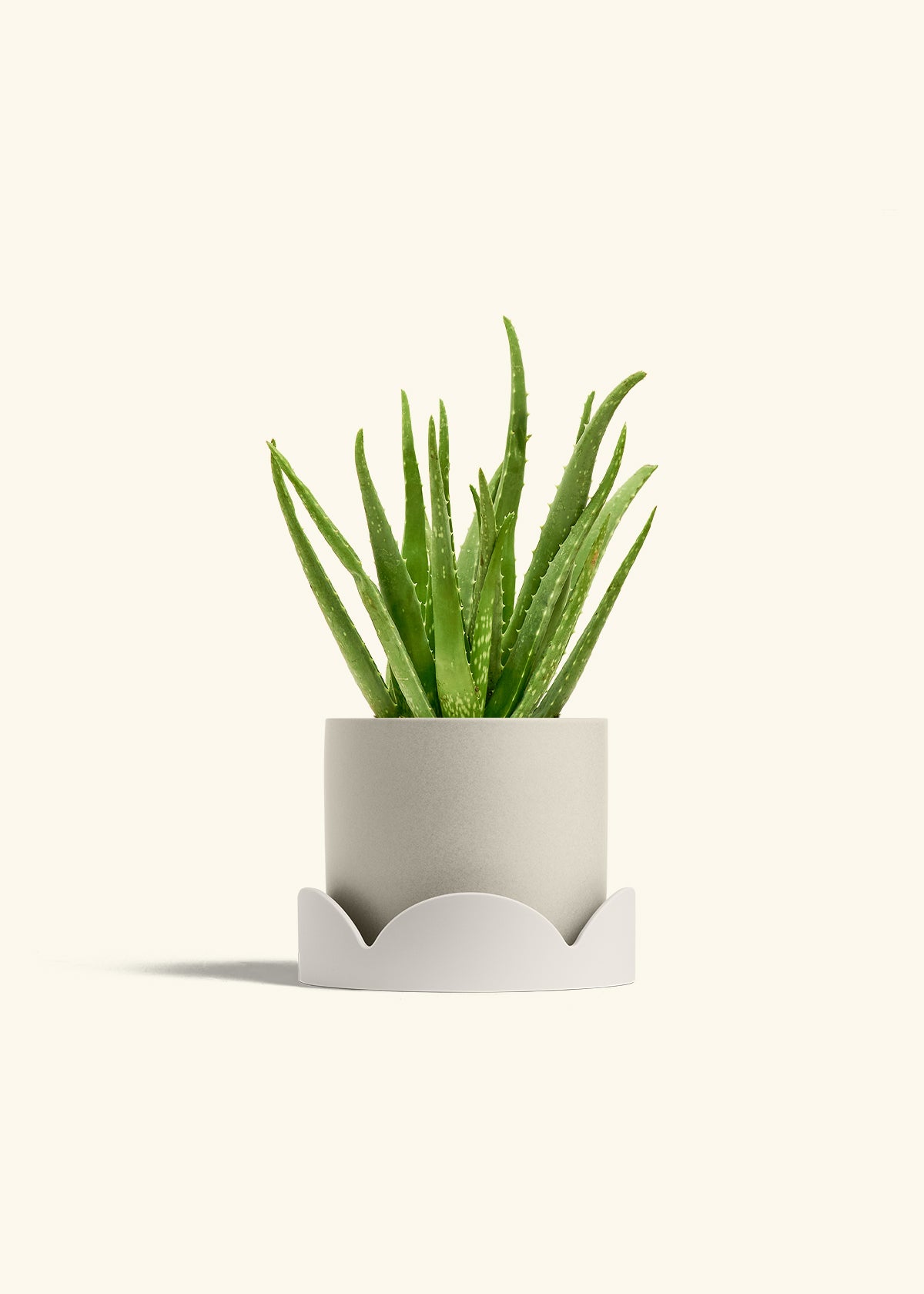 Aloe Vera, Medium