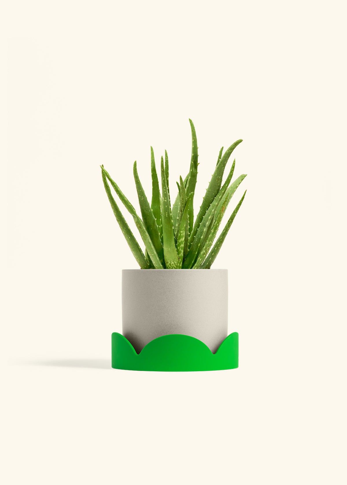 Aloe Vera, Medium