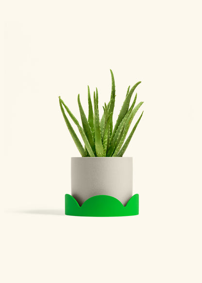 Aloe Vera, Medium