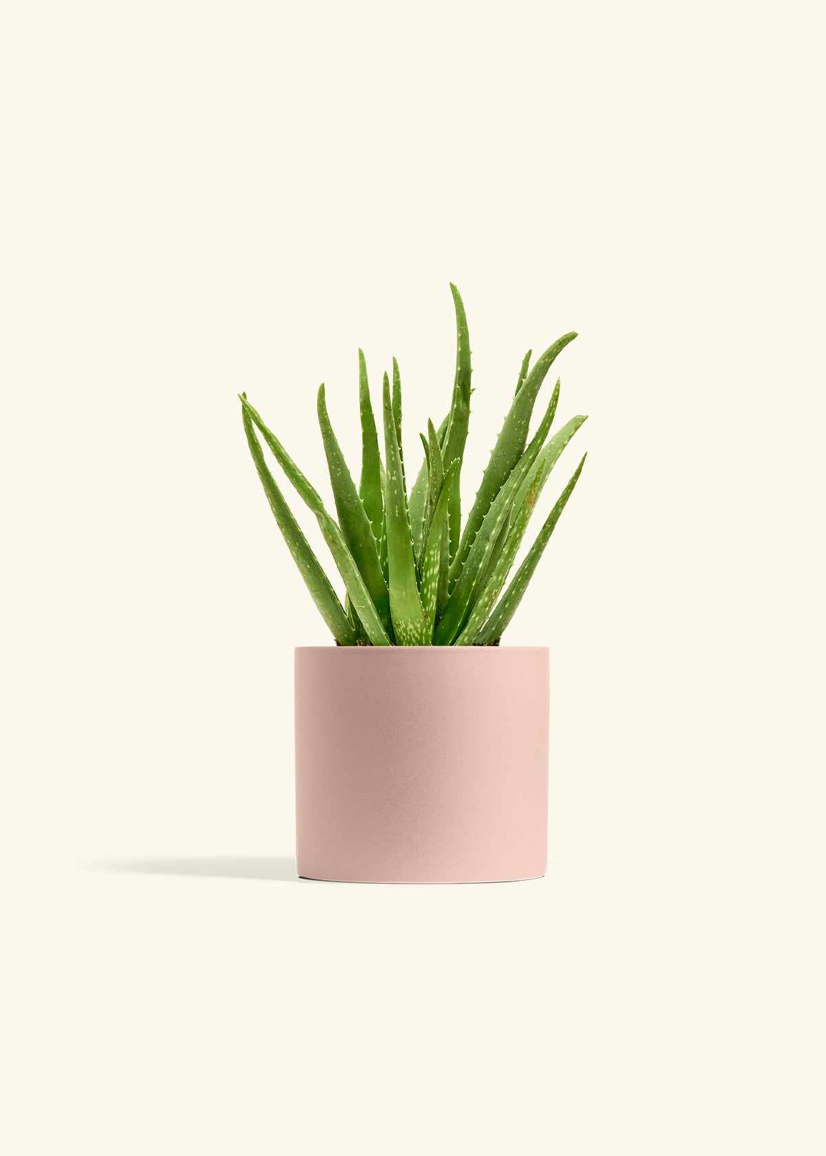 Aloe Vera, Medium