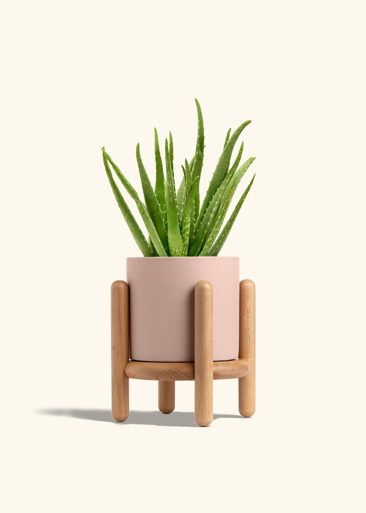 Aloe Vera, Medium