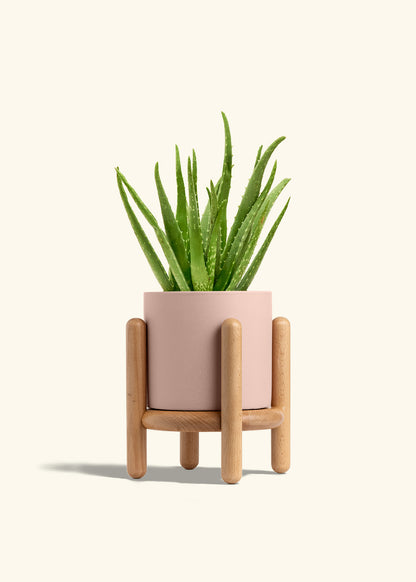 Aloe Vera, Medium