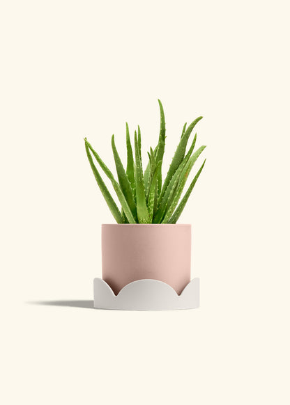 Aloe Vera, Medium