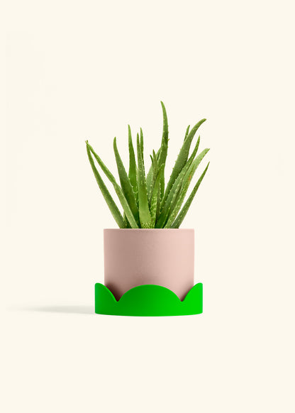 Aloe Vera, Medium