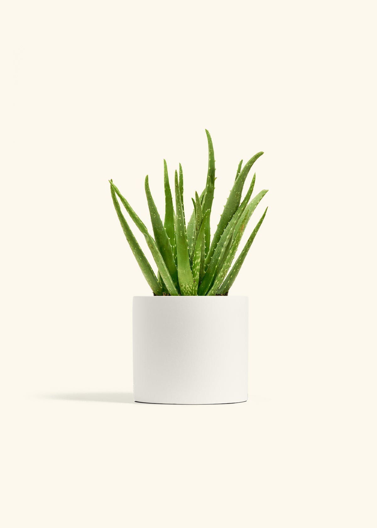 Aloe Vera, Medium