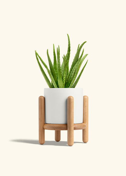Aloe Vera, Medium