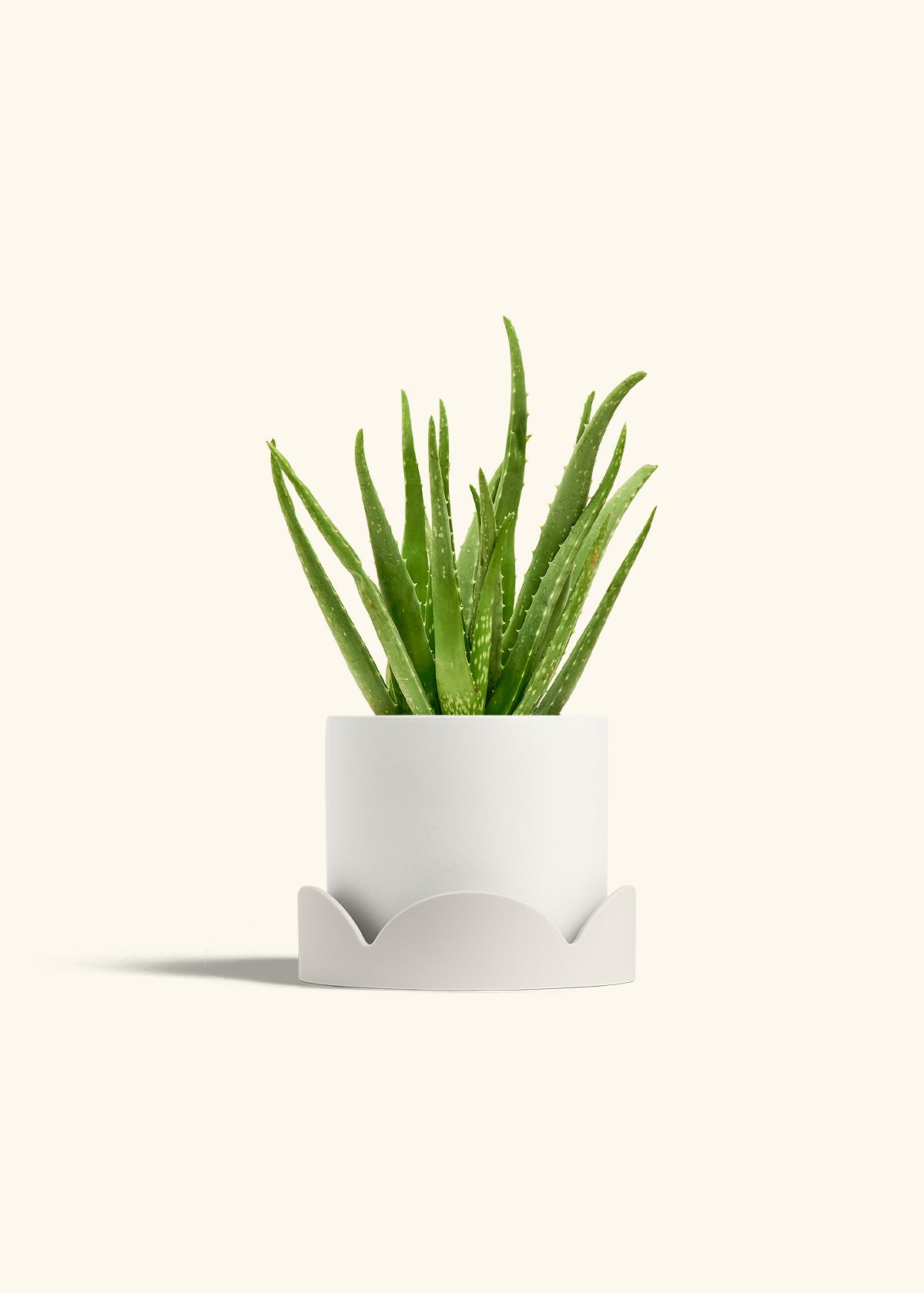 Aloe Vera, Medium