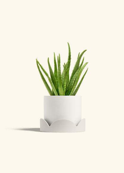 Aloe Vera, Medium