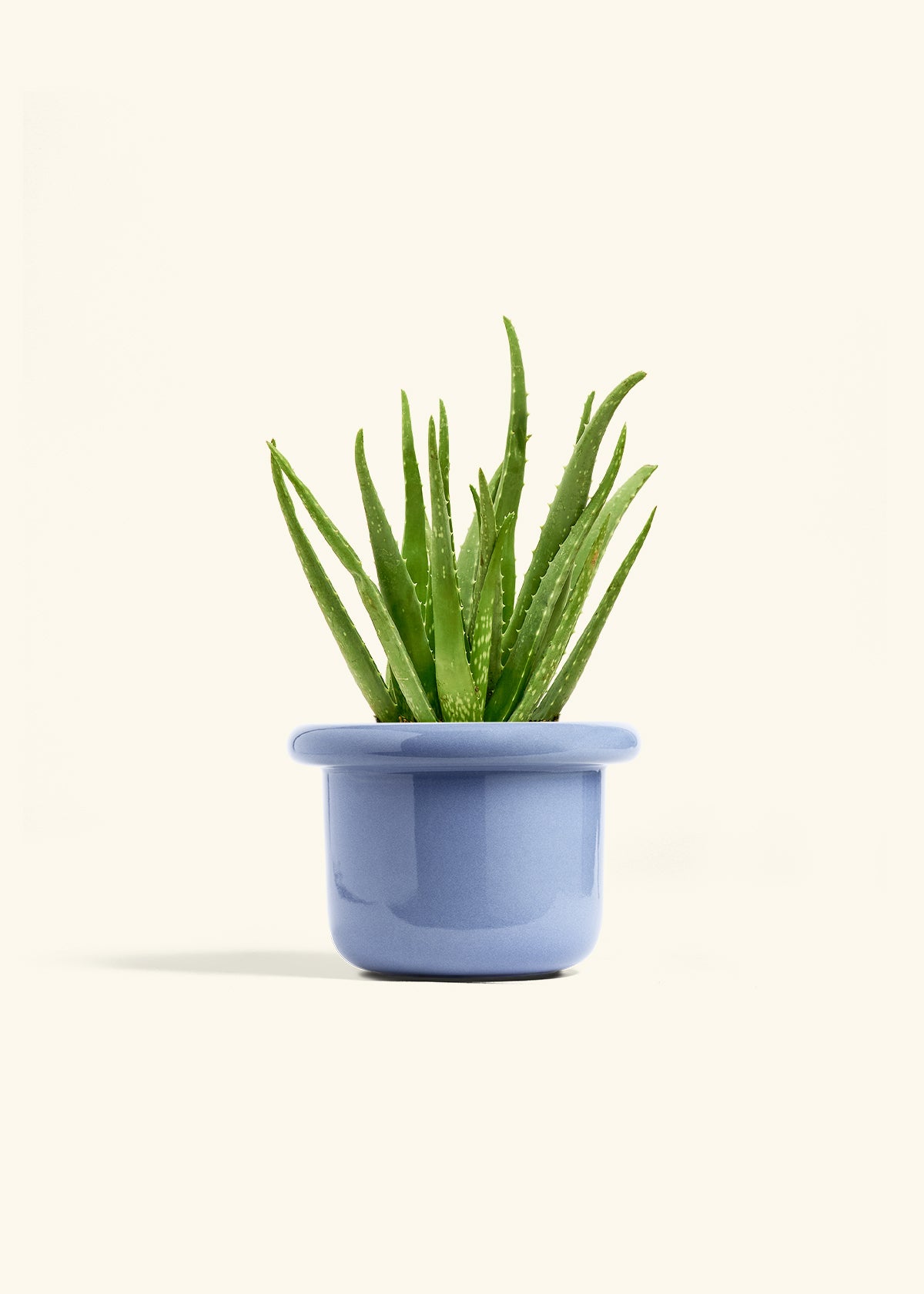 Aloe Vera, Medium