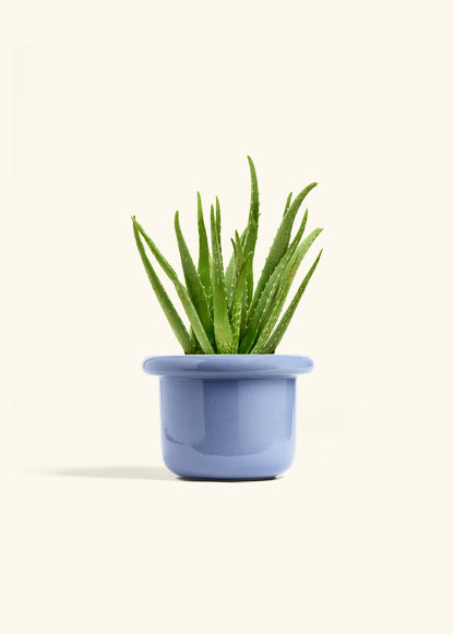 Aloe Vera, Medium