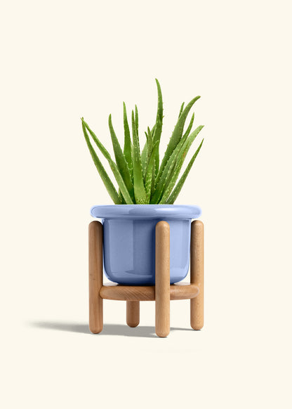 Aloe Vera, Medium