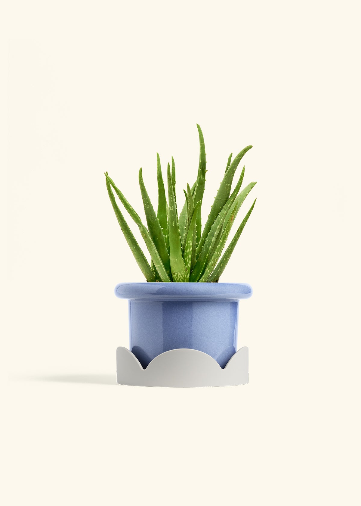 Aloe Vera, Medium