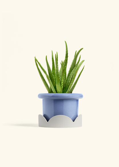 Aloe Vera, Medium