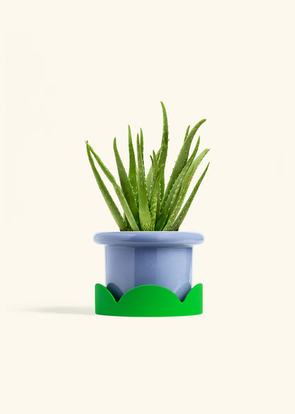 Aloe Vera, Medium