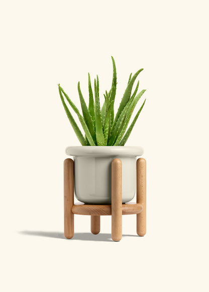 Aloe Vera, Medium