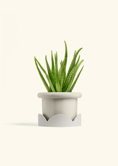 Aloe Vera, Medium