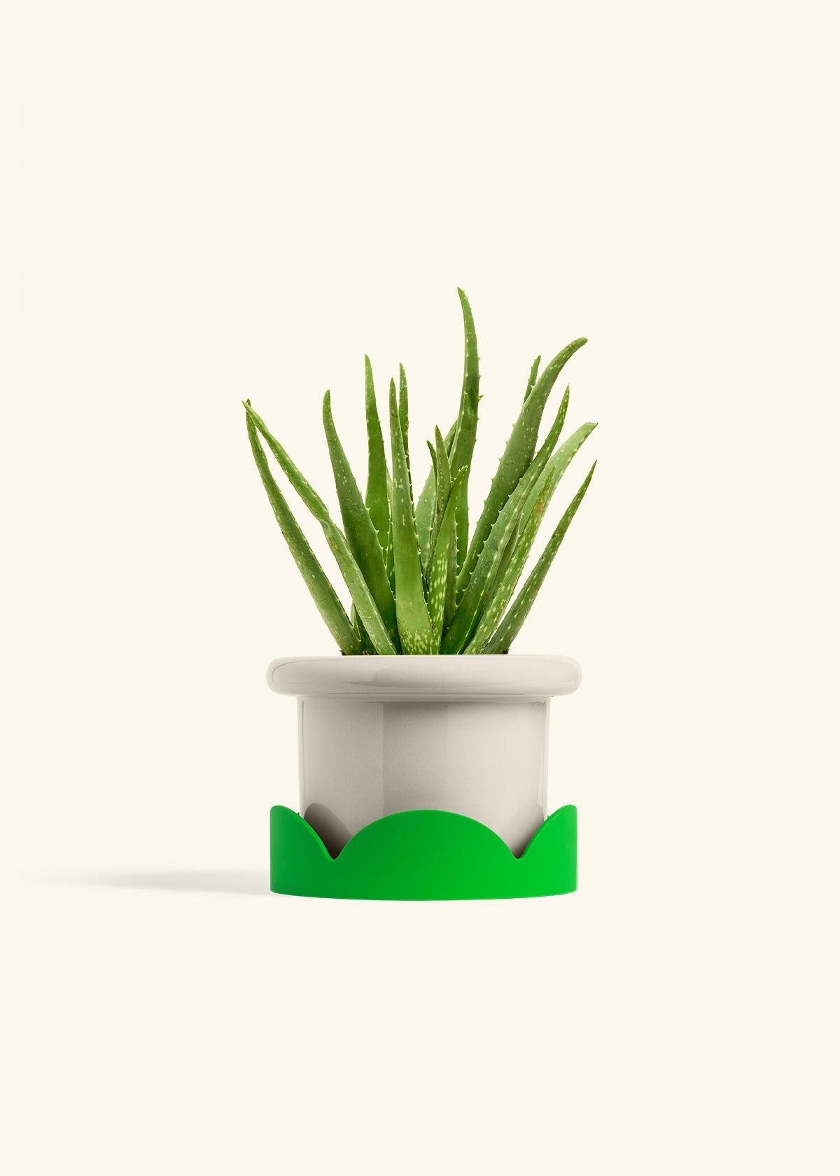 Aloe Vera, Medium