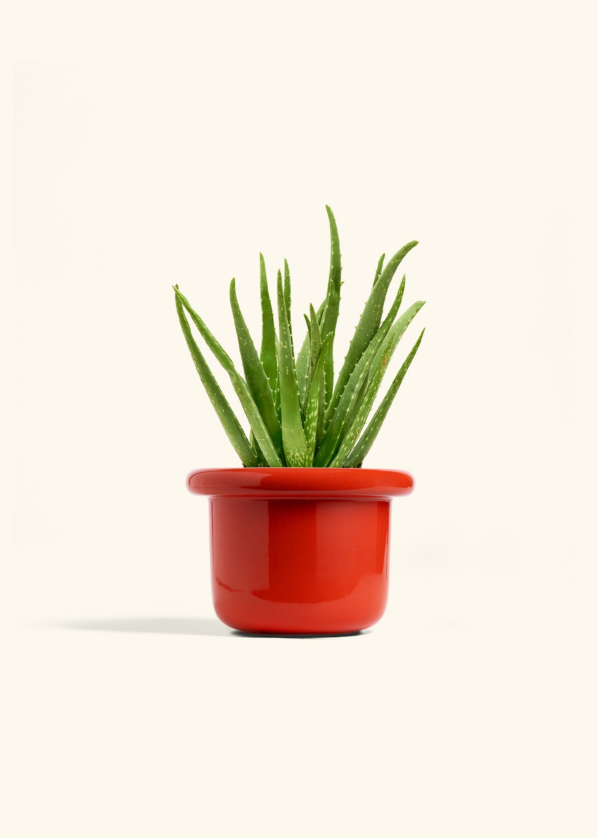 Aloe Vera, Medium