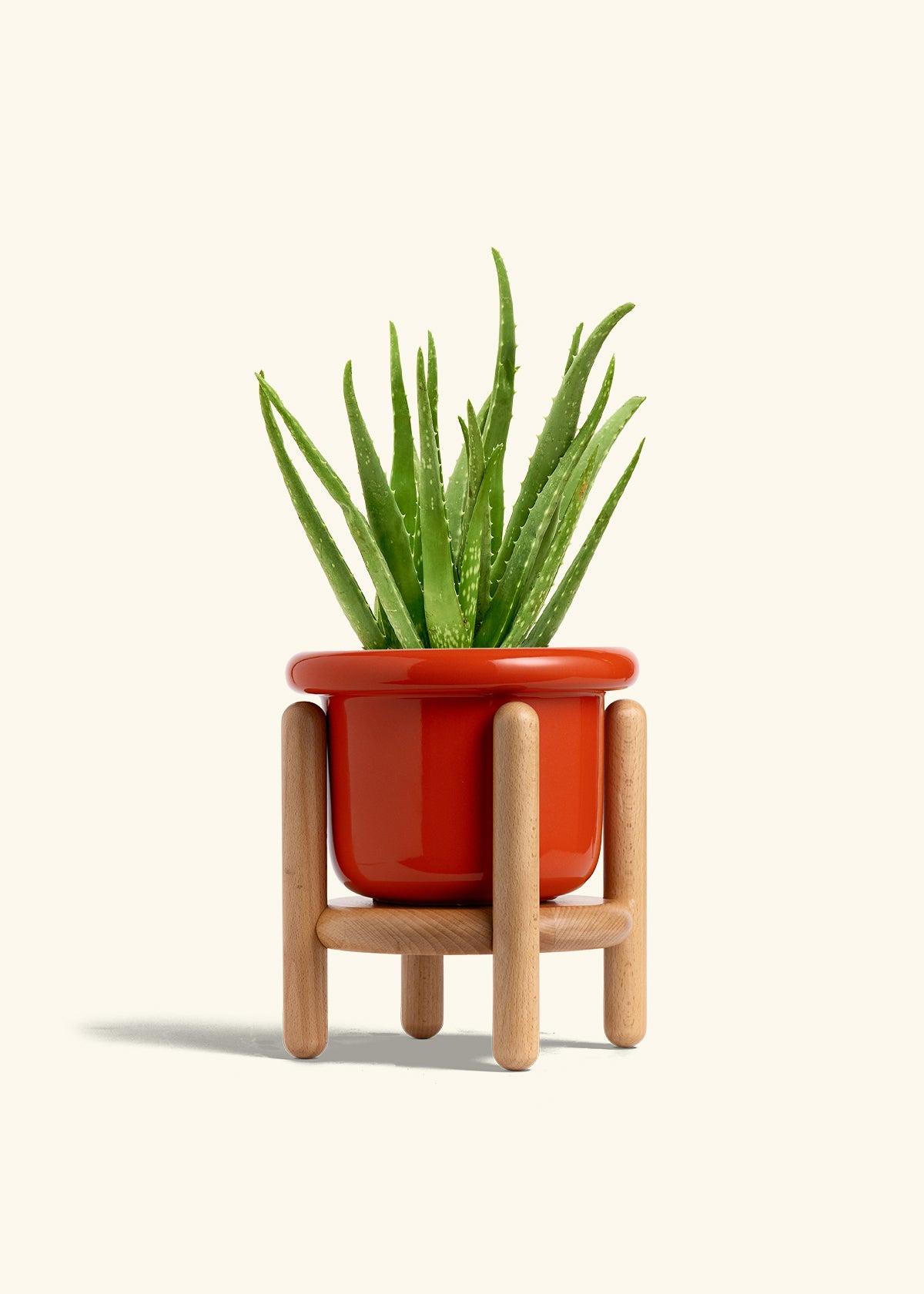 Aloe Vera, Medium