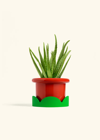 Aloe Vera, Medium
