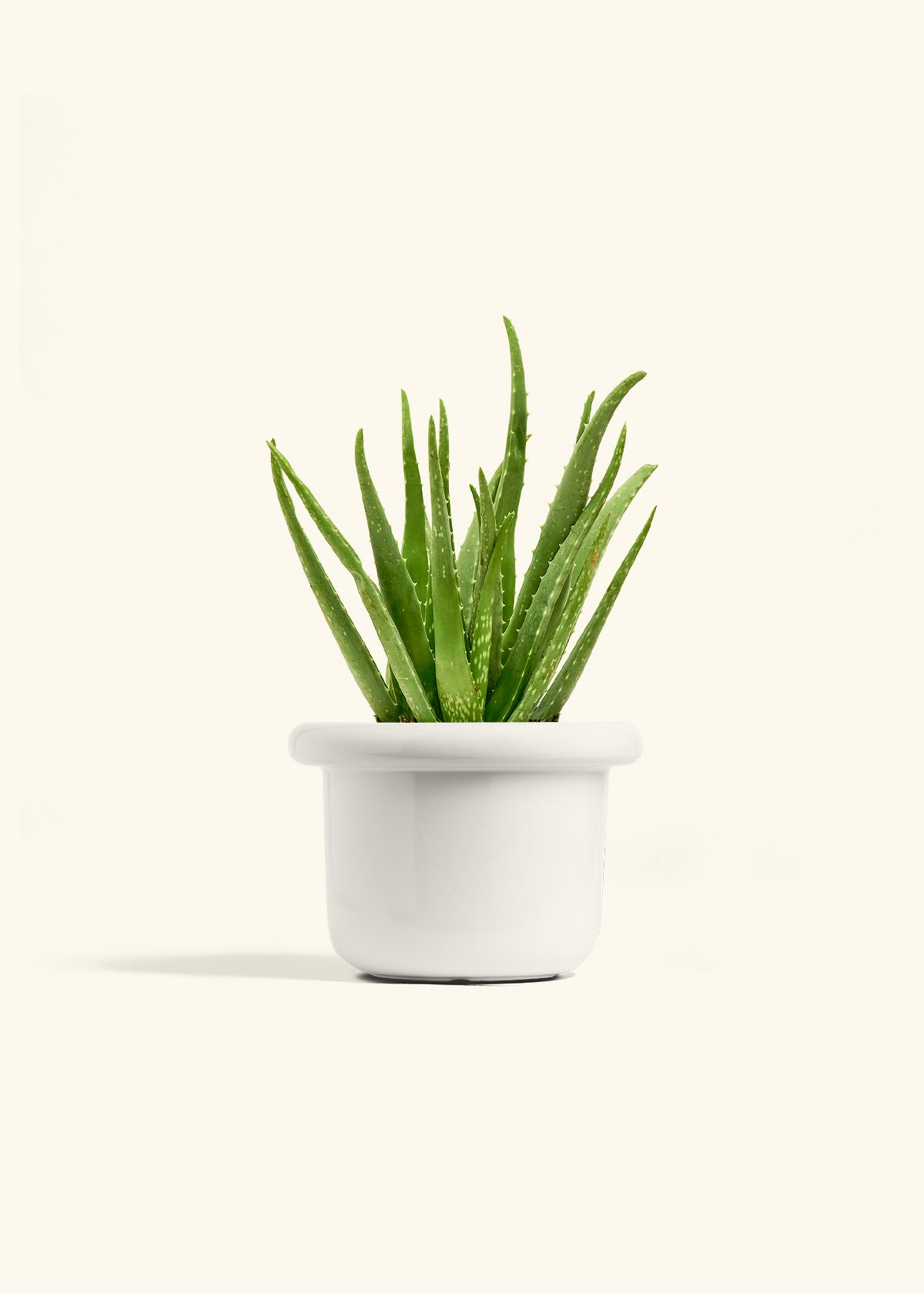 Aloe Vera, Medium