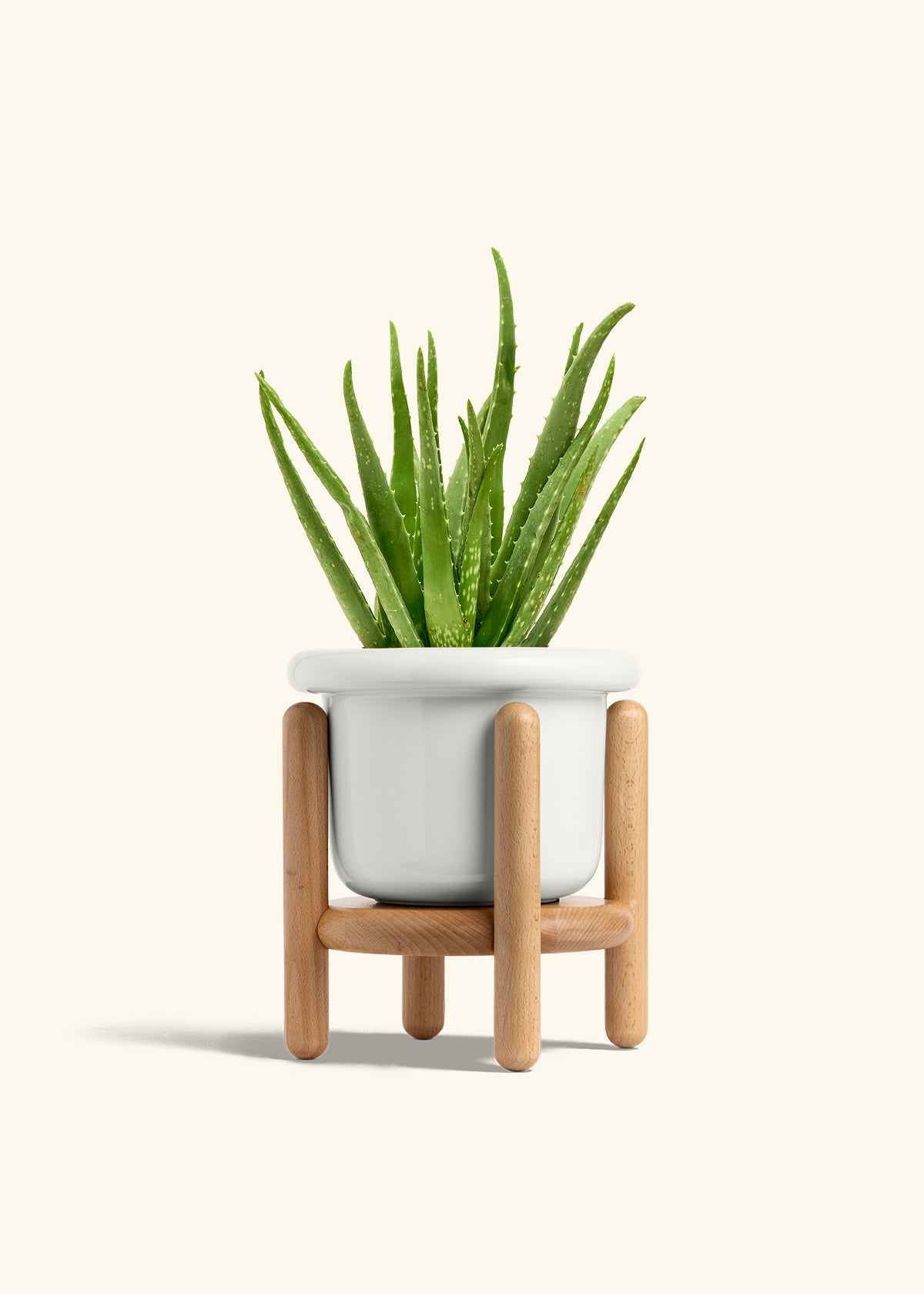 Aloe Vera, Medium