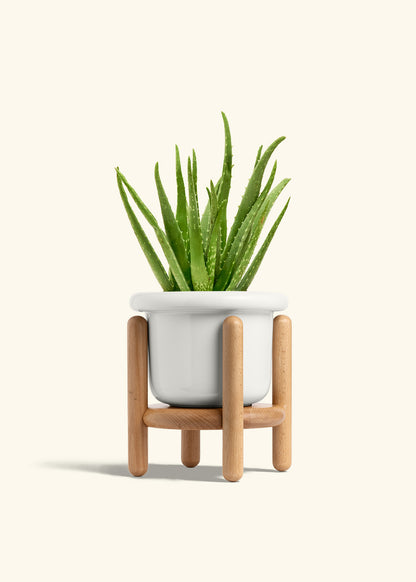 Aloe Vera, Medium