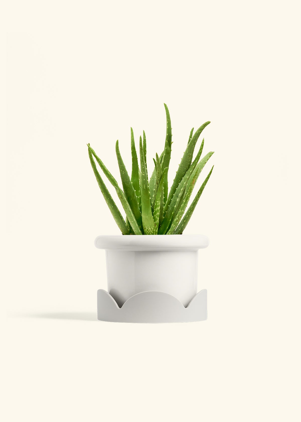 Aloe Vera, Medium